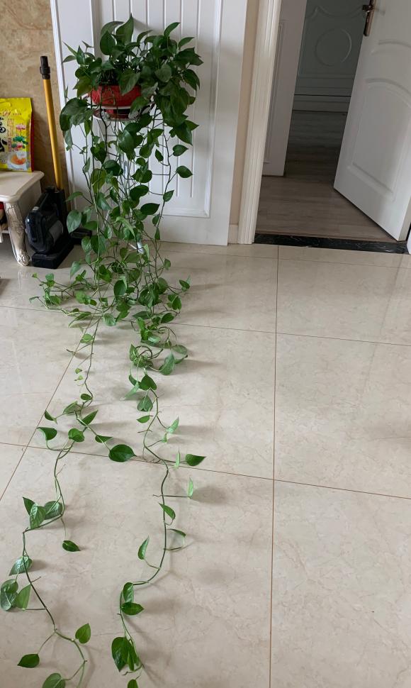 农村绿萝泛滥成灾,绿萝怎么防止烂根