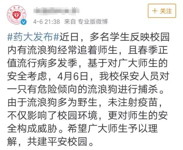 宿舍把小香猪养到300斤,大学生养小香猪