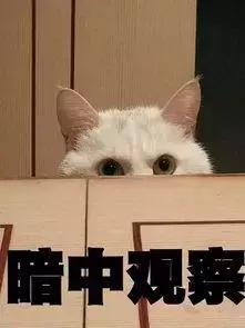 猫咪发情那些事，发情的猫咪都有什么表现呢？