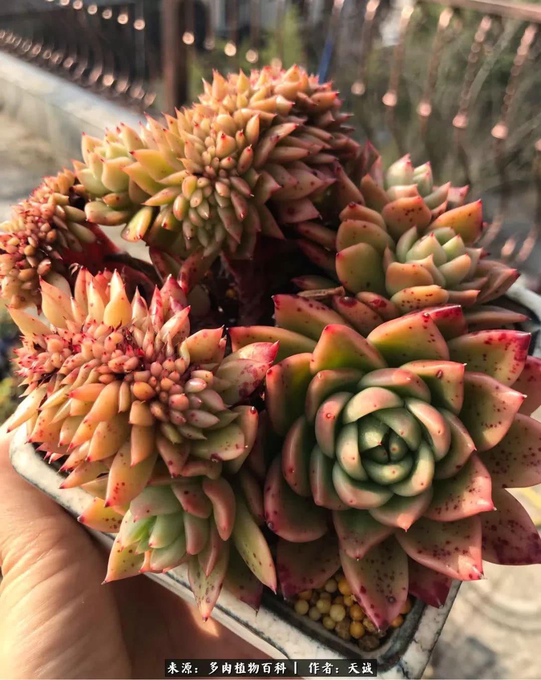 多肉从小养到大的过程,真爱的力量教程