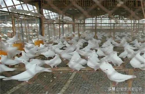 农村低投资创业项目有哪些,适合穷人的18个创业加盟项目农村