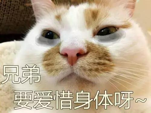 猫咪舔人又咬是什么意思啊,猫咪拿舌头舔主人的手代表什么