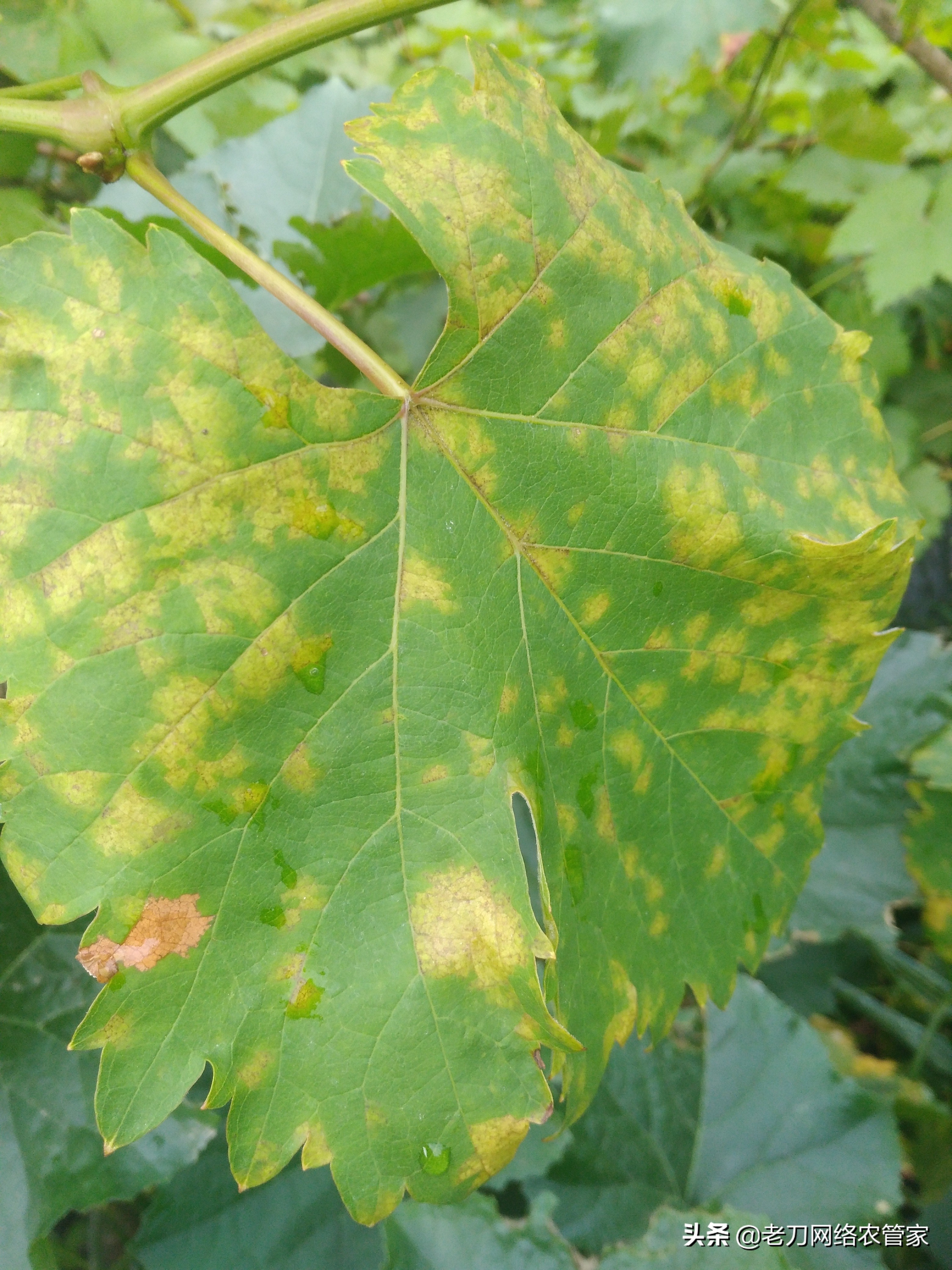 灰风暴葡萄灰霉病,霜霉病灰霉病什么情况易发生