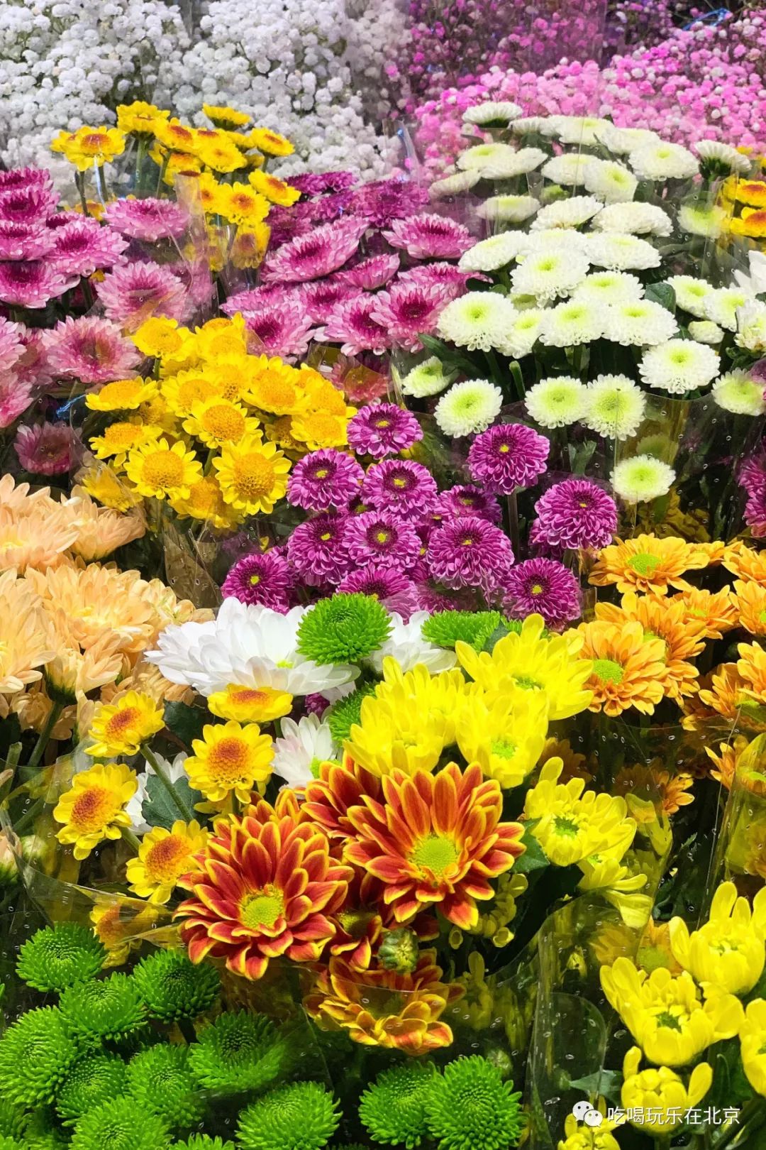 北京花市攻略大全,北京最美赏花景点