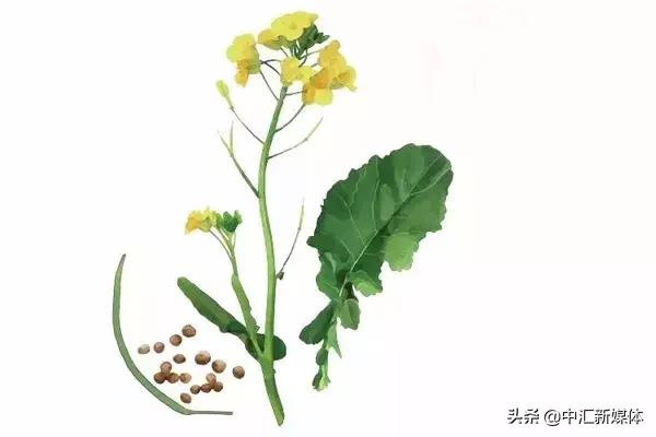 山葵辣根是一个东西吗,芥末里的是辣根还是山葵