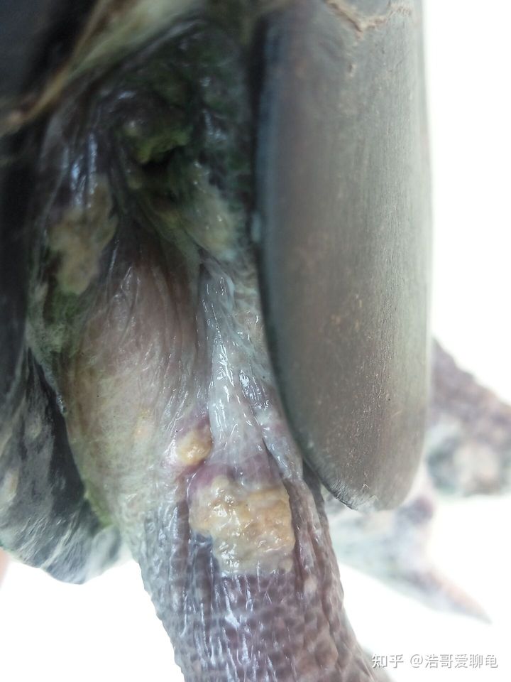 宠物龟泡腐皮净一般多久,幼龟长白点腐皮