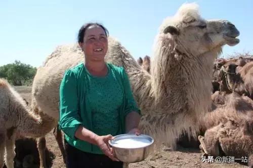 新疆青汁排行榜第一名,新疆最新饮品品牌有哪些