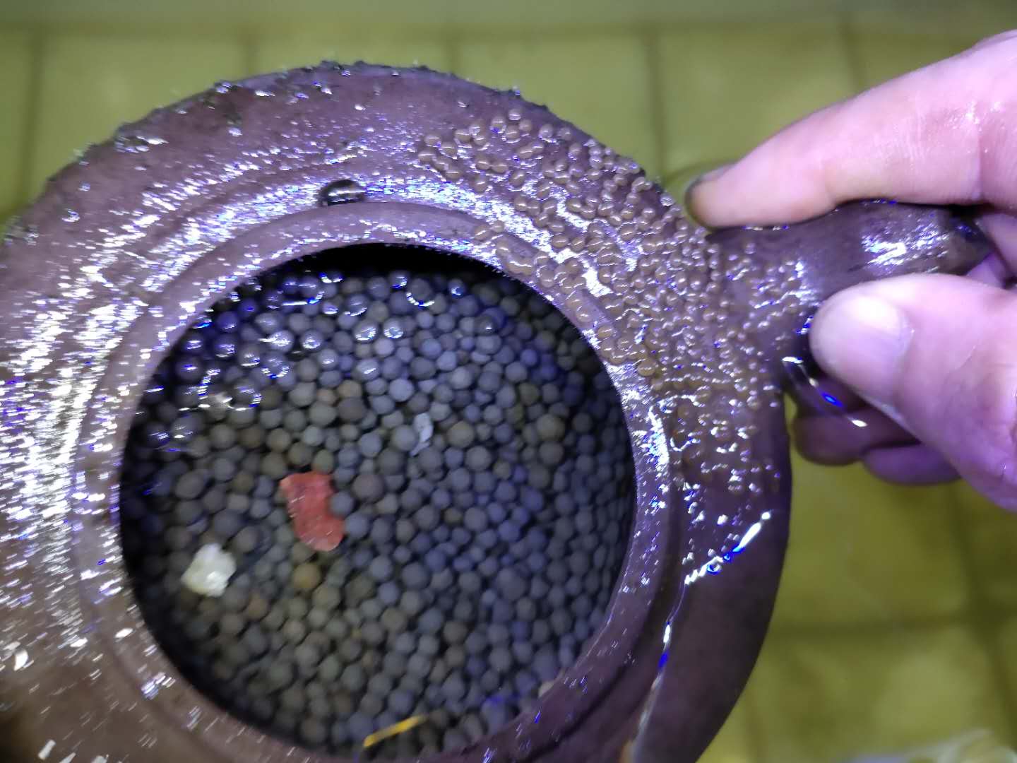 观赏鱼产卵怎么孵化小鱼,发现观赏鱼在鱼缸里产卵