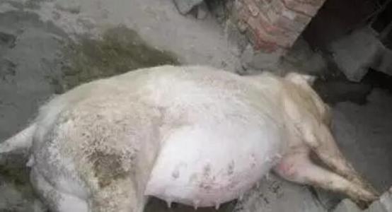 母猪身上痒掉毛到处擦是怎么回事,母猪浑身痒到处蹭是怎么回事