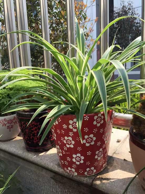 吊兰喜光和喜阴有什么区别,吊兰喜阴还是喜阳如何养护