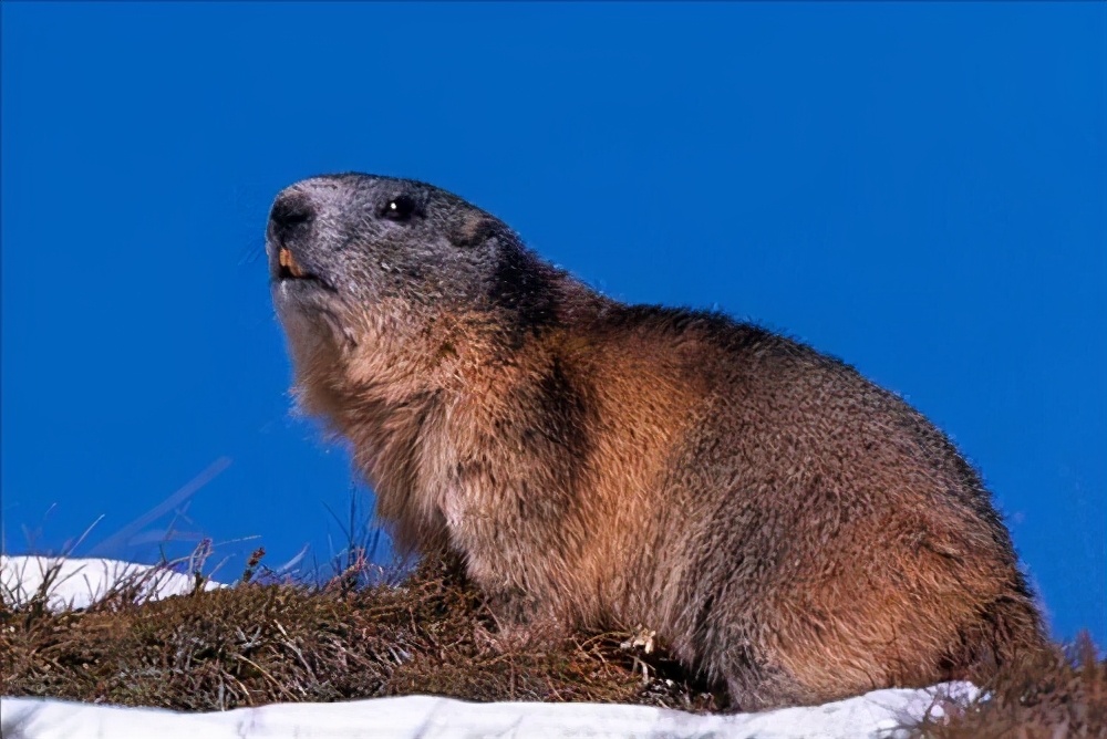 身边到处是天敌，依旧泛滥成灾！旱獭：菜鸡的快乐你不懂