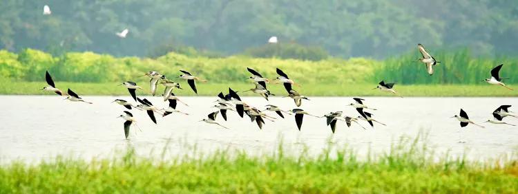 广州的河涌为什么那么脏,广州河涌的源头