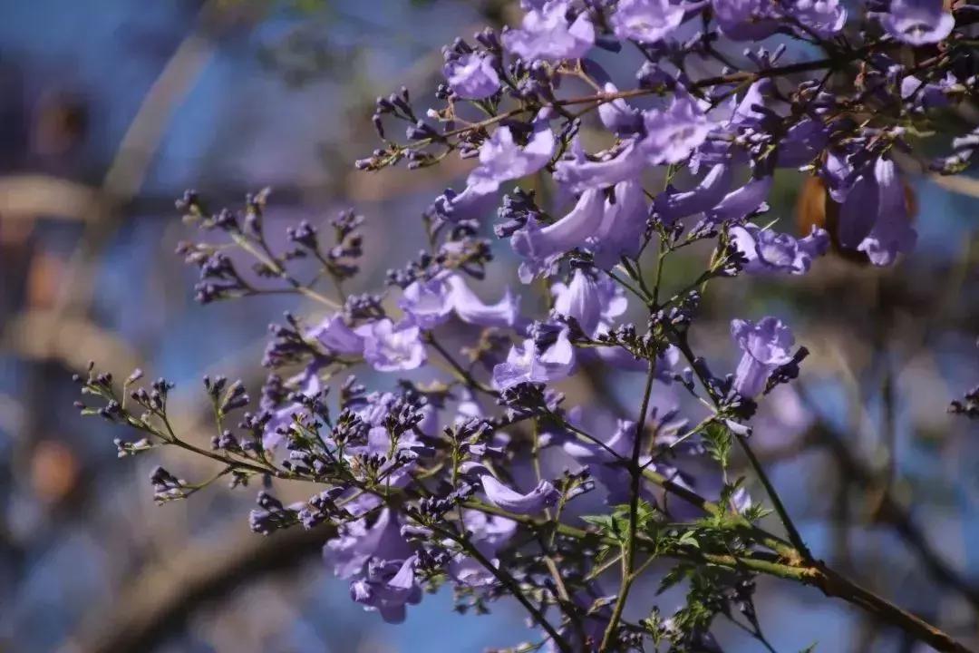 凉山州哪里可以赏花,西昌赏花攻略