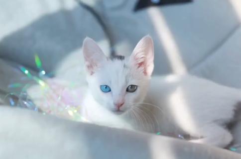 流浪猫被救助后特别黏主人,流浪猫粘鼠板救助