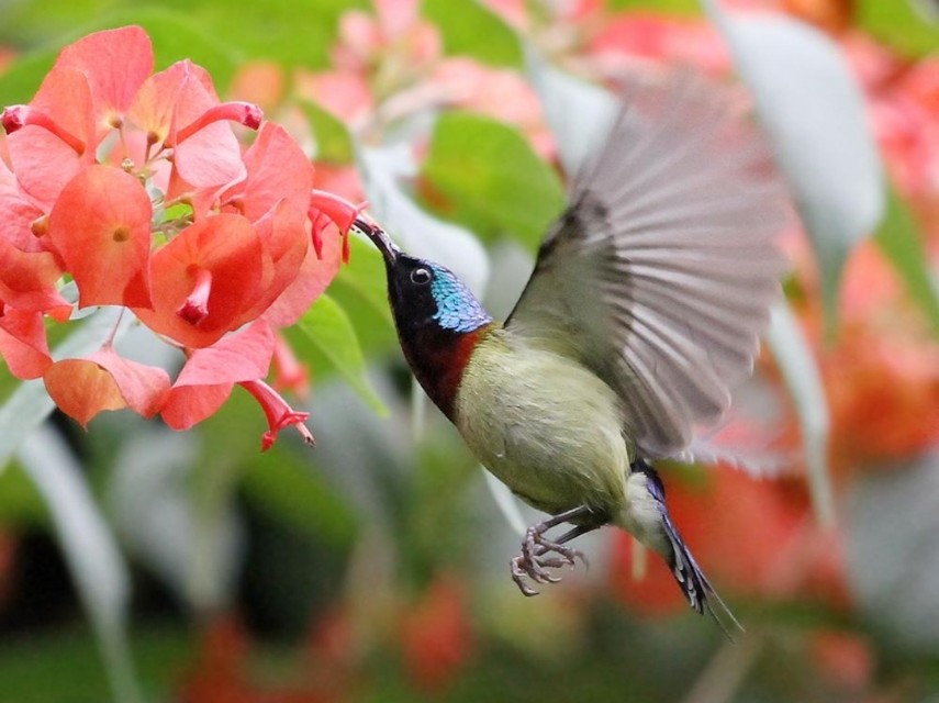 太阳鸟品质,太阳神鸟绝美