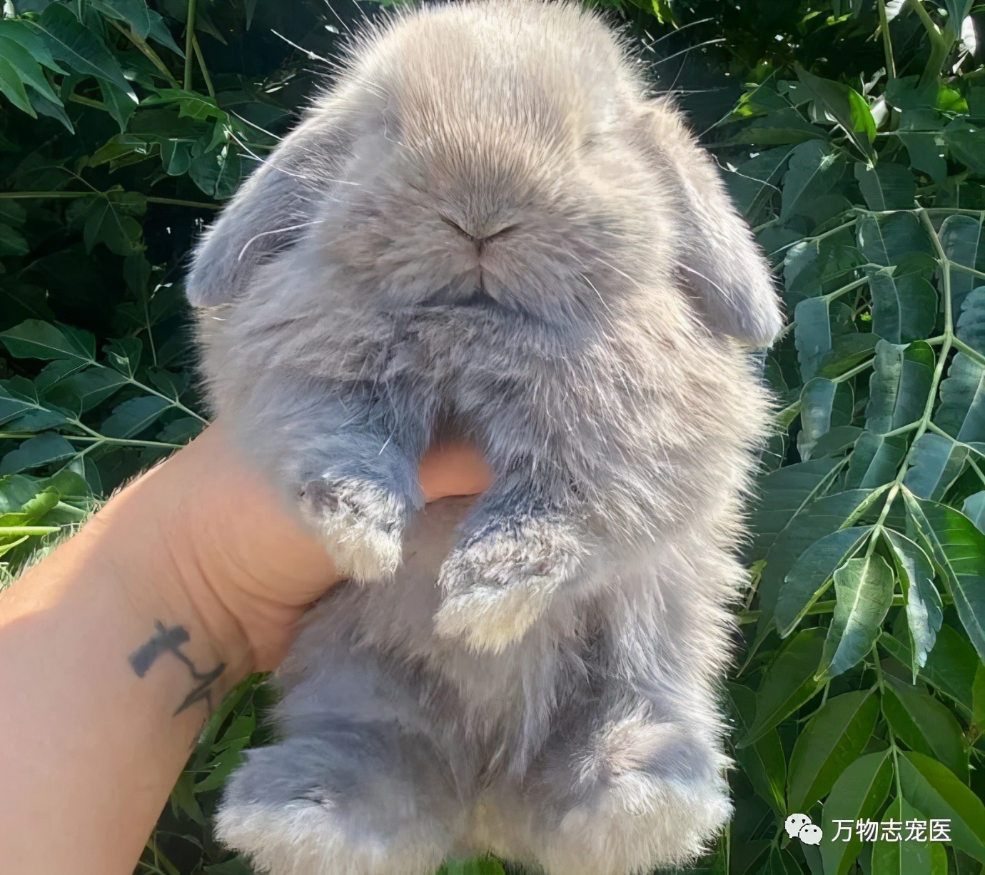 兔子有没有粉色,兔子有只眼睛看不见黑瞳都是白的