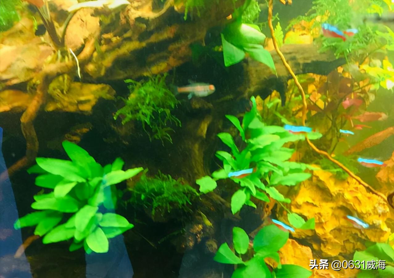 开缸5天鱼缸水发白,养鱼第几天水会变浑浊