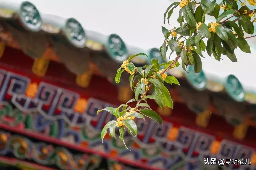 桂花落雨满园香|来黑龙潭公园感受初秋的气息