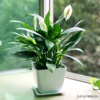 一帆风顺叶子发黄的解决方法,一帆风顺叶片枯萎发黑是什么原因