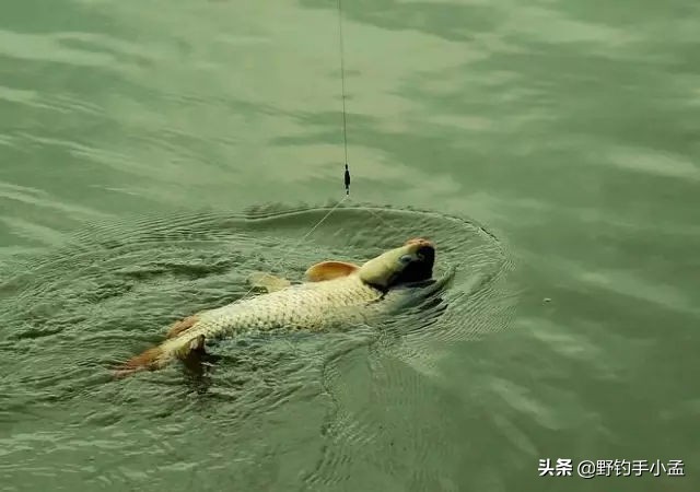 野钓遇到大鱼如何溜鱼,野钓中大鱼怎么处理