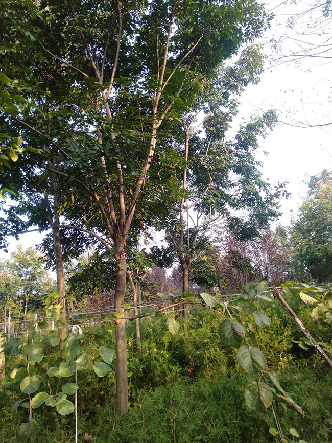 栾树虫害怎么治,栾树虫害的防治方法