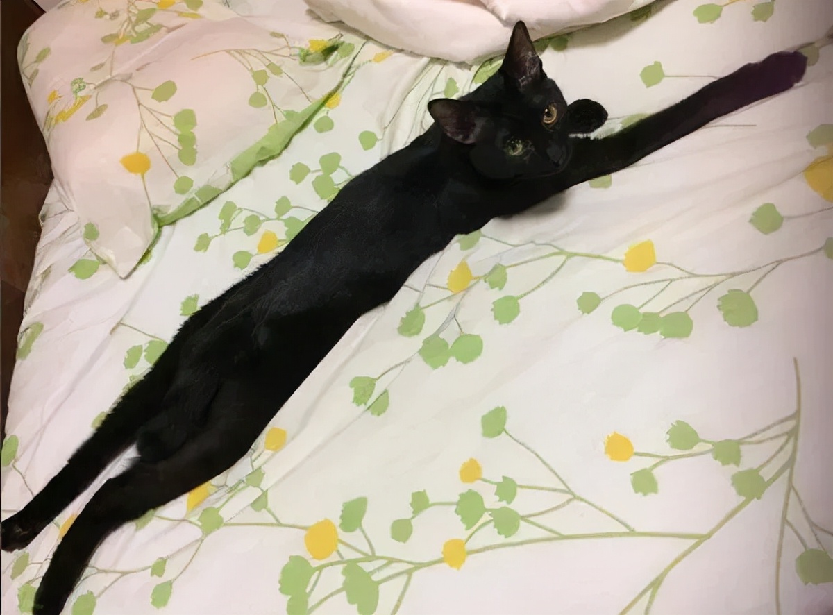 猫的终极凡尔赛：你的屏幕放不下我的腿