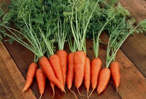 大棚秋季胡萝卜的种植,春胡萝卜种植技术