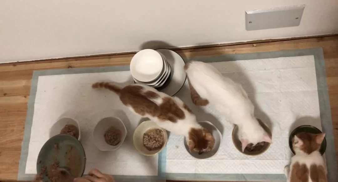 怎么预防猫咪黑下巴,三分钟搞定猫咪黑下巴问题