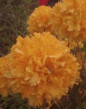 养牛户注意了，一朵美丽的花有可能就会导致牛中毒，教你咋解毒