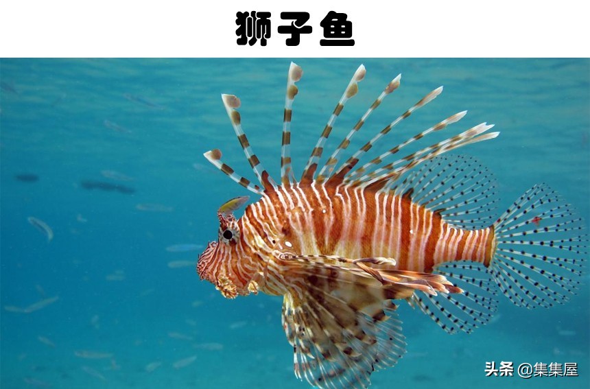 世界六种最罕见的鱼,6种奇特的鱼