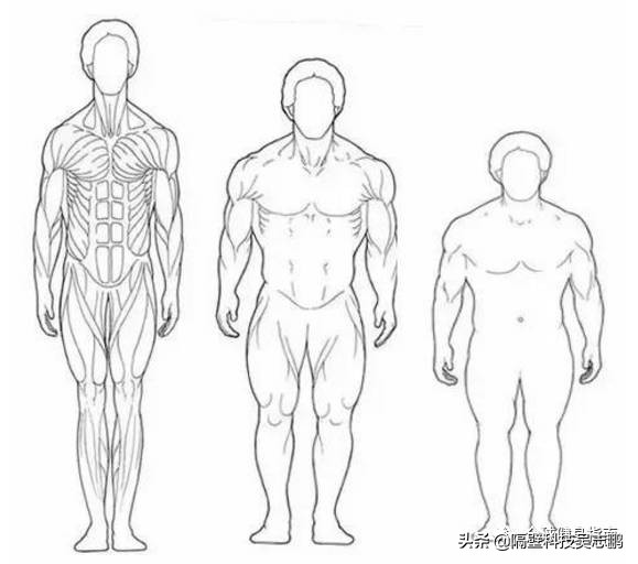 人体形状分几种形体,身体胖瘦变化指标