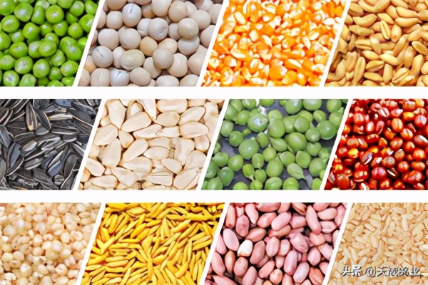 鸽子都吃什么米,小鸽子吃什么