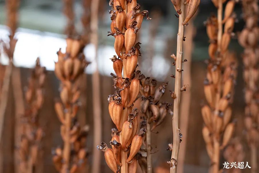 贵州的道地药材天麻,天麻属于哪里的道地药材