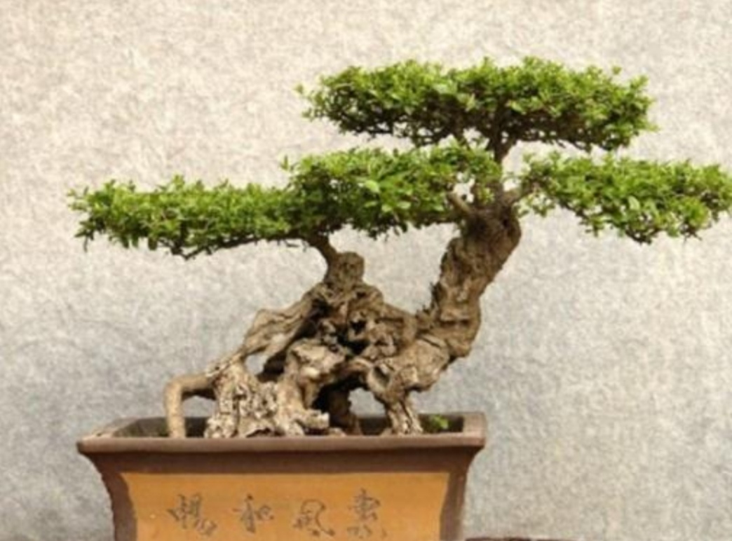 黄荆丛林树桩盆景要怎么修剪,黄荆树桩盆景开挖时间