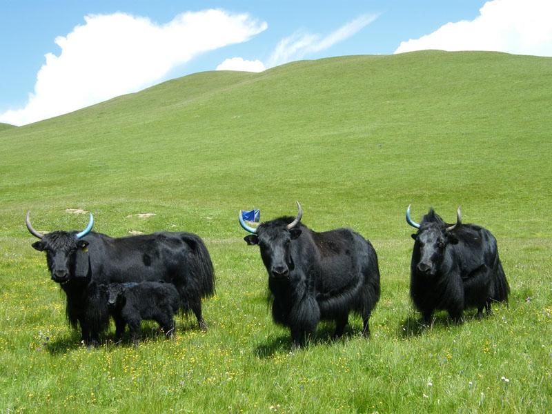 中药材山羊角,牦牛角怎么盘