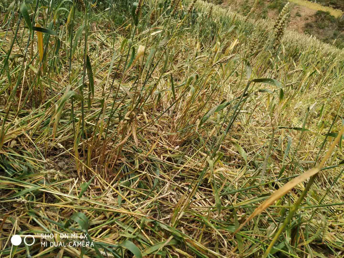 野猪泛滥成灾四川,野猪泛滥成灾农民无法生活