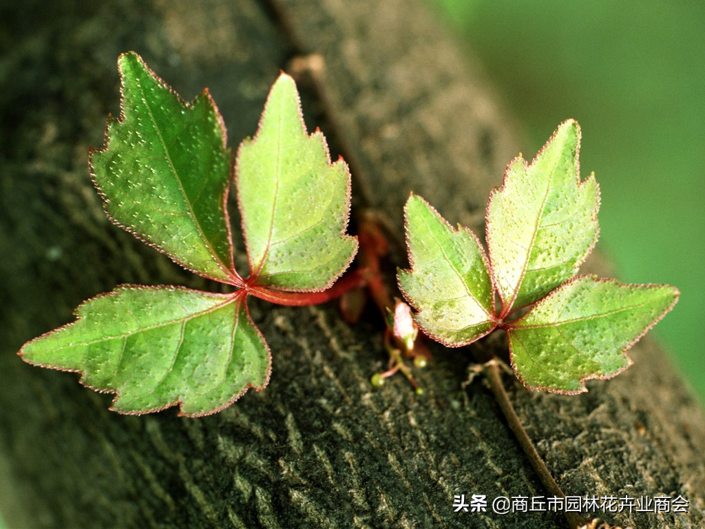 花萎蔫之后怎么处理掉,花卉枯萎病怎么治疗