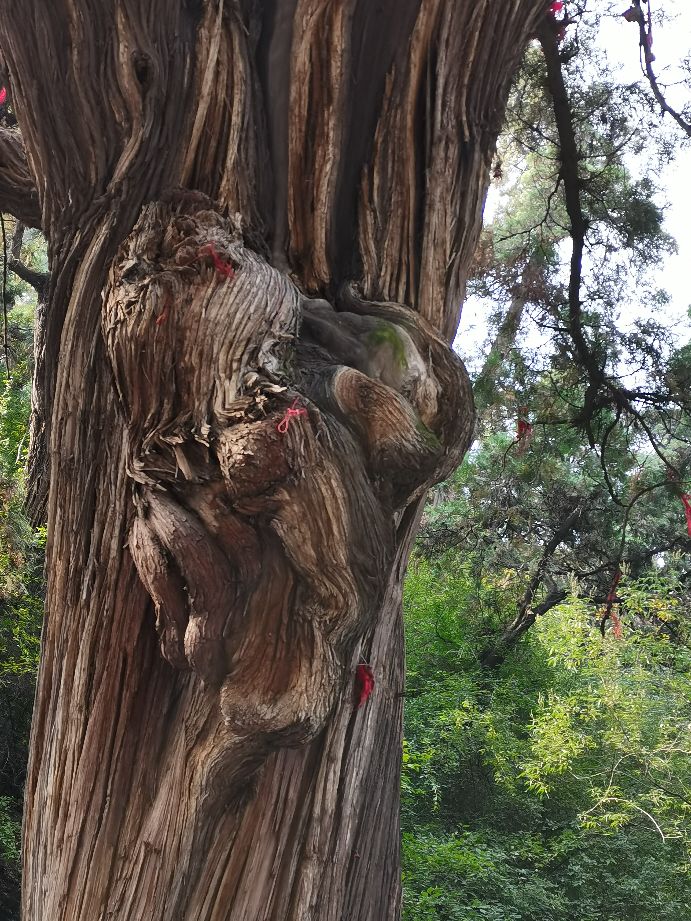 卦山的古柏特点100字,卦山古柏群