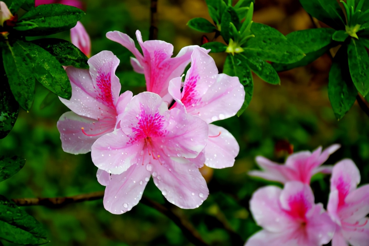 养杜鹃花的技巧,杜鹃花10种品种