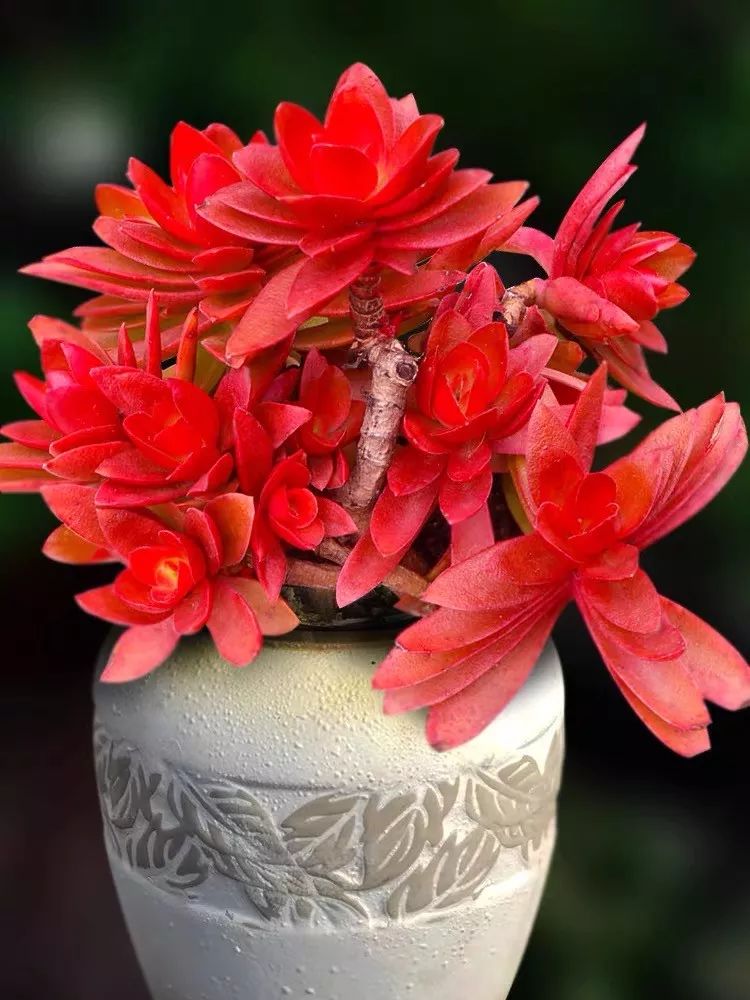 八种好看又好养的多肉，看看你家养了几种？