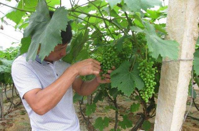 葡萄日灼病是什么病,葡萄日灼病症状比较少的品种