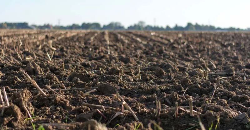 园土养君子兰,养花种菜哪种土最好