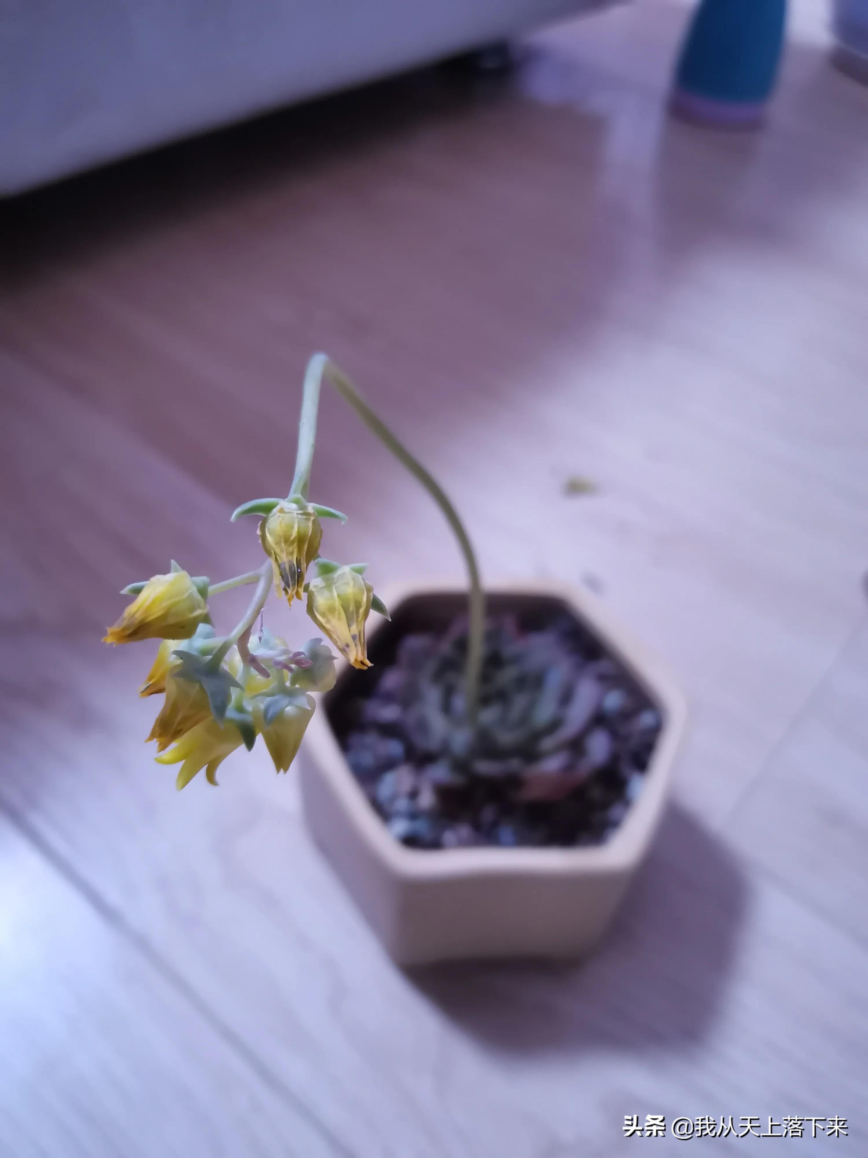 100张花朵美图,100张花图片大全