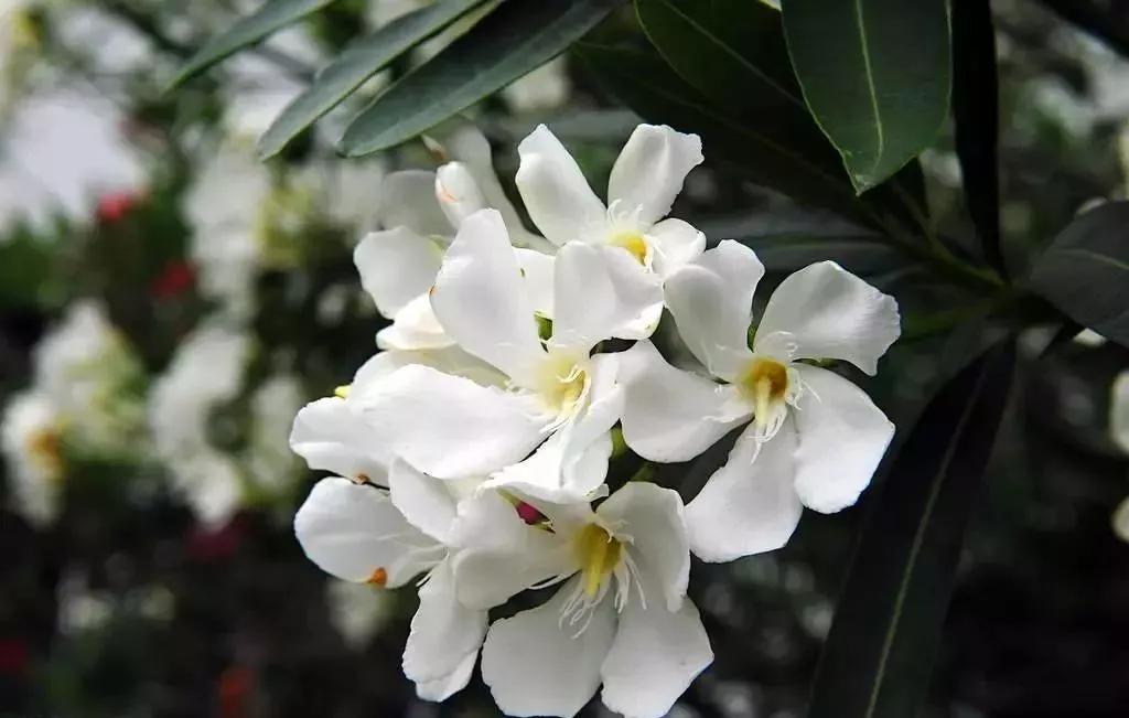 世界各国的国花集锦惊艳,世界各国国花大全