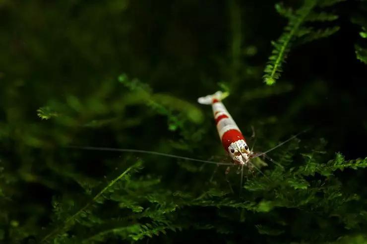 养草缸需要爆藻嘛,养草缸容易爆缸