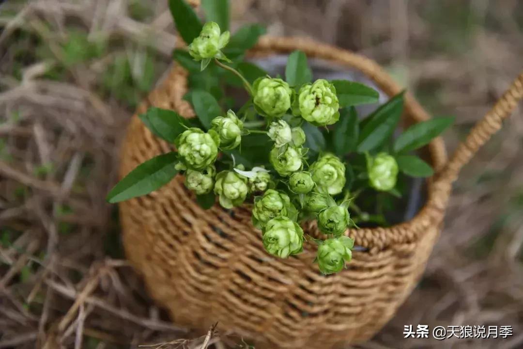 稀奇古怪的月季花,月季几款妖花