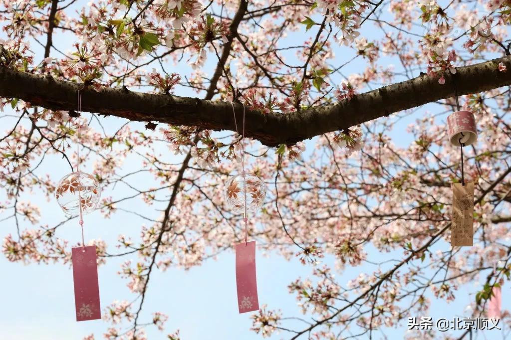 今日立春愿所有美好如期而至,今日立春愿一切美好随春而至