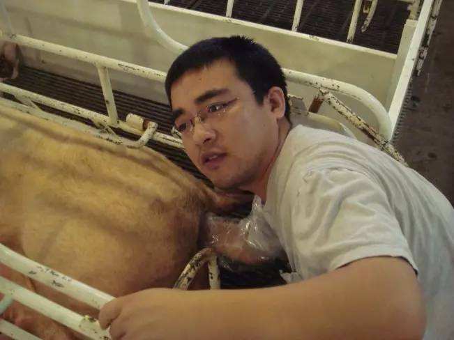 母猪分娩手法详解猪友实战分享,母猪产房容易遇见的难题