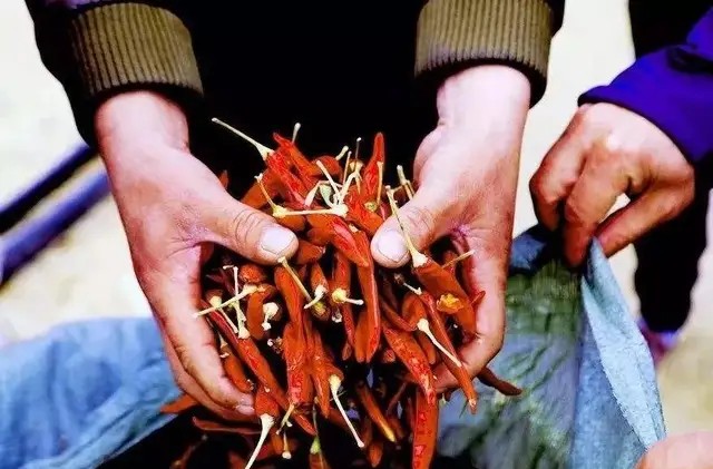 采购过程中以次充好弄虚作假,农户掺假怎么处理