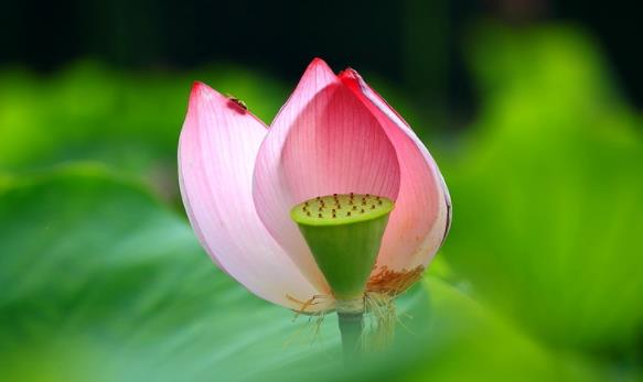 顺其自然静默安然,顺其自然安然自在